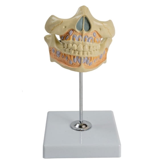 Ywmsfl Human Tooth Gingiva Anatomy Model for Scientific Research, Clinic Settings Teeth Model, Human Permanent Tooth Model, Anatomy Model Anatomy Model, Human Permanent Tooth Anatomy Model
