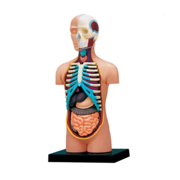 Ywmsfl Human Torso Model Anatomy Torso Model Education Toy Learning Tool for Student