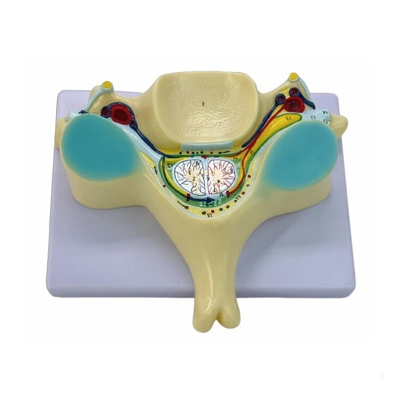 Ywmsfl Humans Bone Model Medicals Model Fifth Cervical Spine Model for Hospital