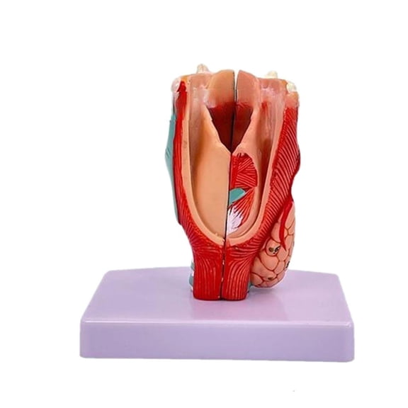 Ywmsfl Human Larynx Anatomy Model, Life Size Anatomical Larynx Model Detachable Human Throat Model Anatomy for Diseases Study
