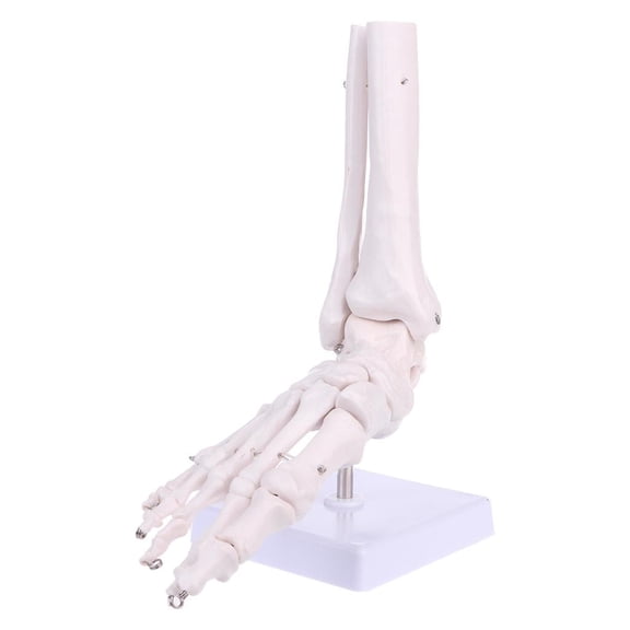 Ywmsfl Life size Foot Ankle Joint Anatomical Skeleton Model Medical Display Study Tool