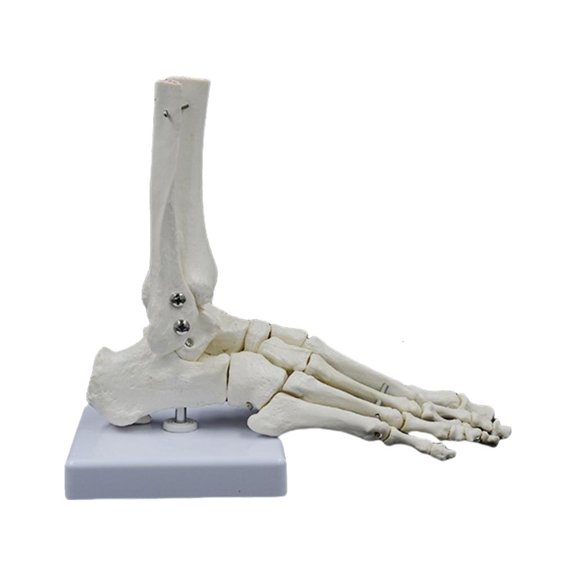Ywmsfl PVC Foot Joint Skeleton Model for Teaching Clinical Demonstrations and Research