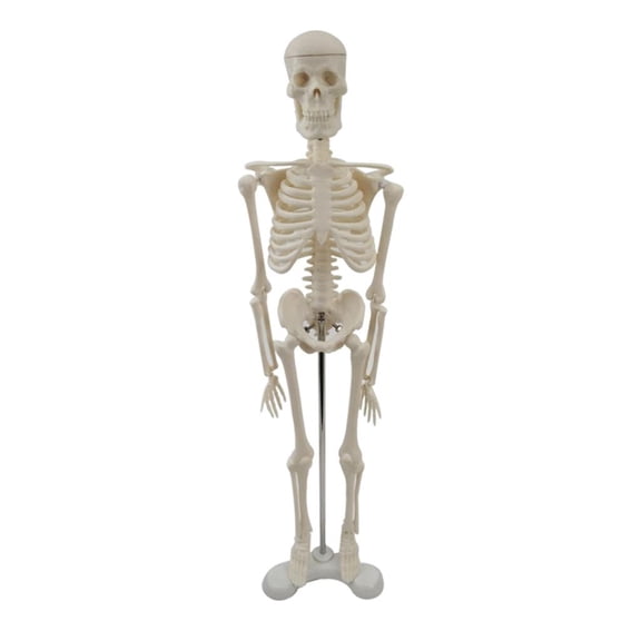 Ywmsfl Scientific Model Study 17 Mini Human Skeleton Model with Movable Arms and Legs