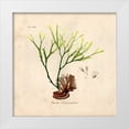 thumbnail image 1 of Z Studio 12x12 White Modern Wood Framed Museum Art Print Titled - Antique Seaweed 1, 1 of 4