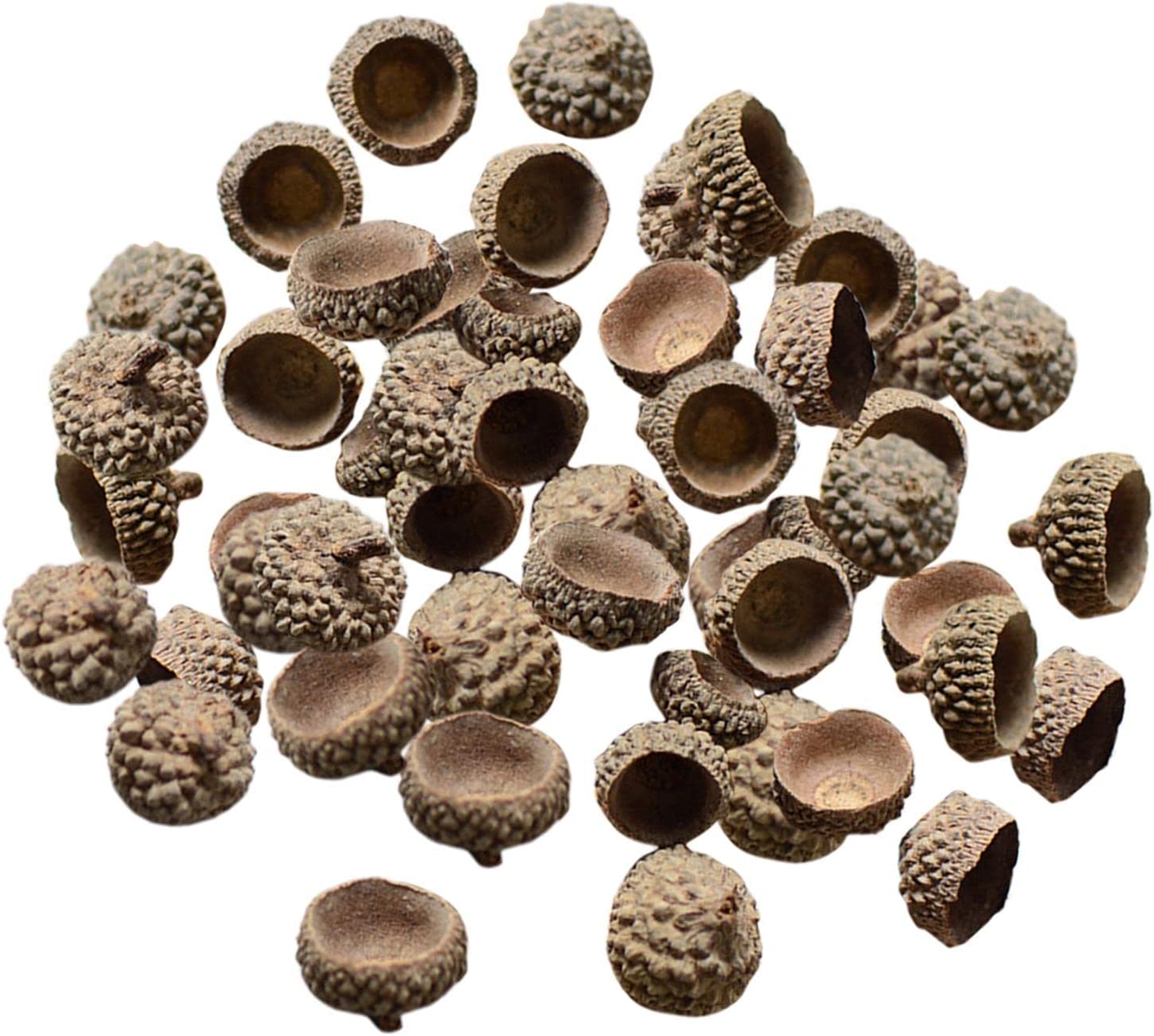ZAGHNRENJ 100Pcs Natural Acorns Bulk Acorns Caps for Craft,Autumn