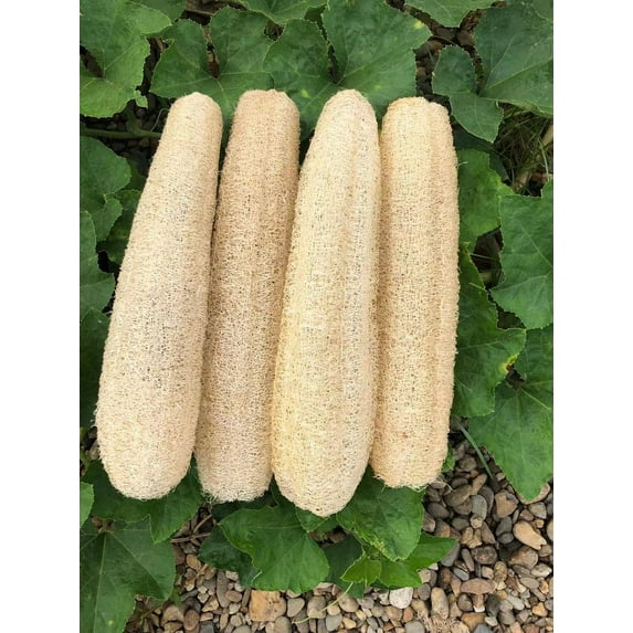 ZDM Natural Loofah Sponges Organic Luffa Bath Shower Sponge Exfoliating Body Back Scrubber for Men Women Adults SPA Beauty Bathing Daily Care - 4 PCS