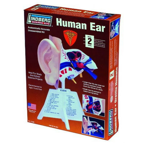 ZM71308 - HUMAN EAR ANATOMY MODEL KIT LINDBERG UNASSEMBLED