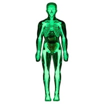 ZMKIAG Transparent Human Body Torso Model - 3 Styles Clear Skeleton Structure with Removable Organs, Educational 3D Anatomy Kit with Instruction Guide for Science Learning