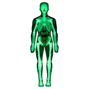 ZMKIAG Transparent Human Body Torso Model - 3 Styles Clear Skeleton Structure with Removable Organs, Educational 3D Anatomy Kit with Instruction Guide for Science Learning
