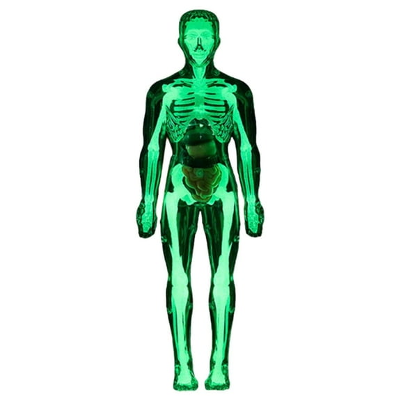 ZMKIAG Transparent Human Body Torso Model - 3 Styles Clear Skeleton Structure with Removable Organs, Educational 3D Anatomy Kit with Instruction Guide for Science Learning