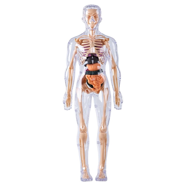 ZMKIAG Transparent Human Body Torso Model - 3 Styles Clear