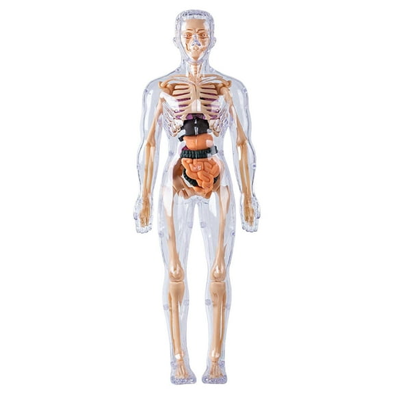ZMKIAG Transparent Human Body Torso Model - 3 Styles Clear Skeleton Structure with Removable Organs, Educational 3D Anatomy Kit with Instruction Guide for Science Learning
