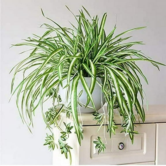 ZOELNIC 12 Artificial Green Spider Plant