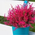 thumbnail image 1 of ZOELNIC 8PCS Artificial Lavender Flowers Faux UV Resistant Plastic Fake Flower for Indoor Outdoor Hanging Flowerpot Windows Home Decoration (Rose Red), 1 of 6