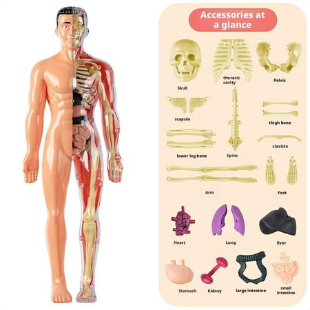 ZOUBAOQ Clear Human Body Structure Model,DIY Assembled Human Torso Organ Model,29 Piece 3D Anatomy Figure Kit,3D Human Body Skeleton Model for Anatomy,Interactive 3D Organ Model for Classroom