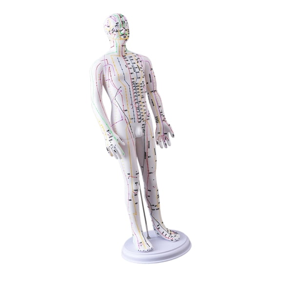 ZPAQI Human Acupuncture Model with Chinese Point for Acupressure & Acupunture