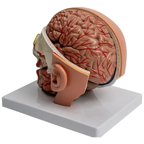 ZPAQI Human Brain Anatomy Model Shows Brain, Cerebellums, Brainstem and Eyeball