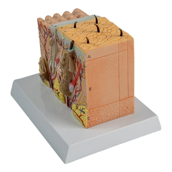 ZPAQI Human Skin Anatomy Model Human Skin Structure Anatomical Model