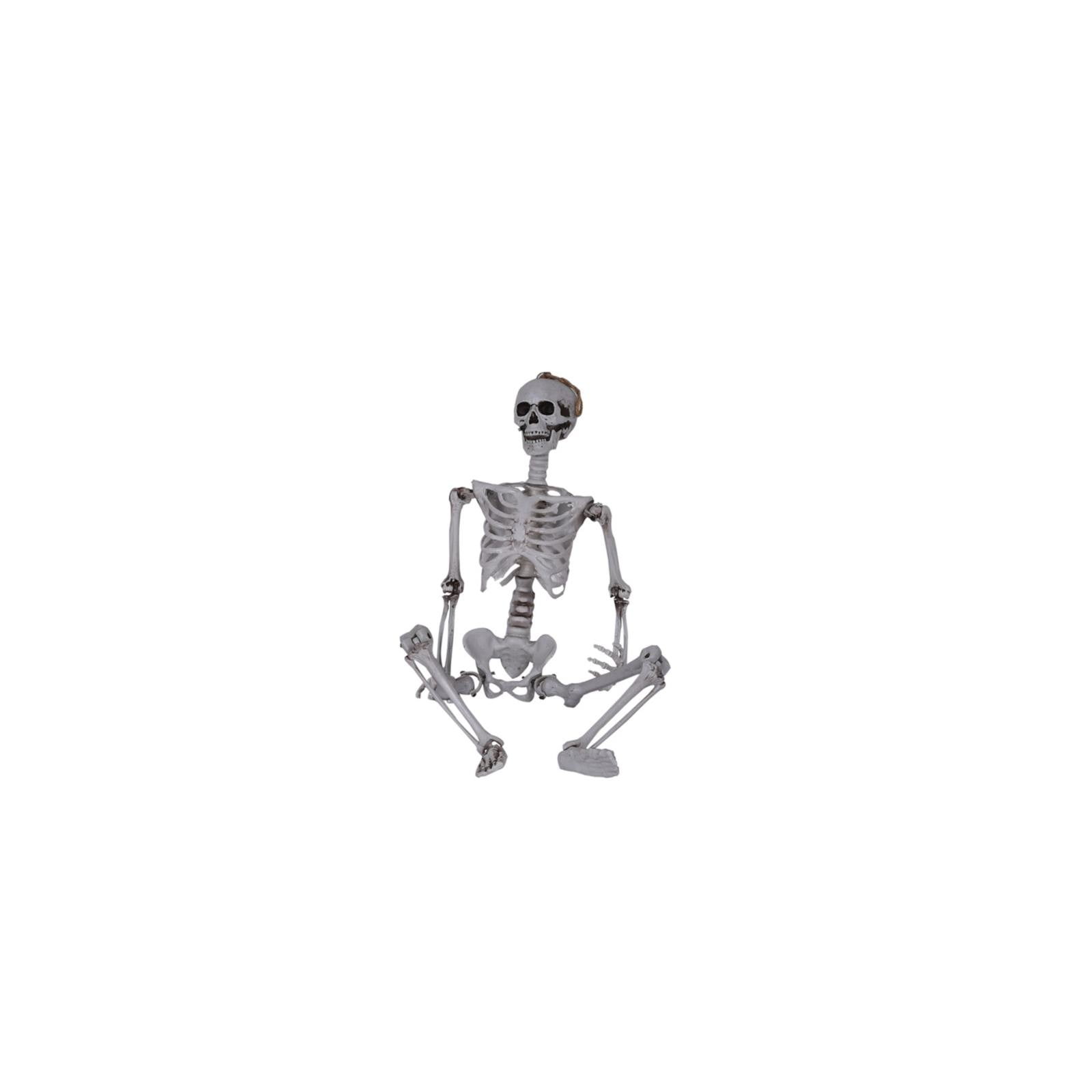 ZTTD Skeleton Life Size Full Body Posable Joints Human Skeletons