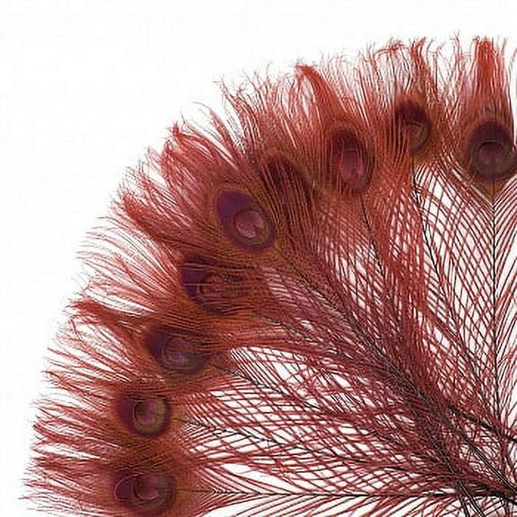 ZUCKER Bleached and Dyed Stem Peacock Eye Feathers - Burgundy