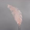 thumbnail image 1 of Large Ostrich Feathers - 18-24" Spads - Champagne, 1 of 1