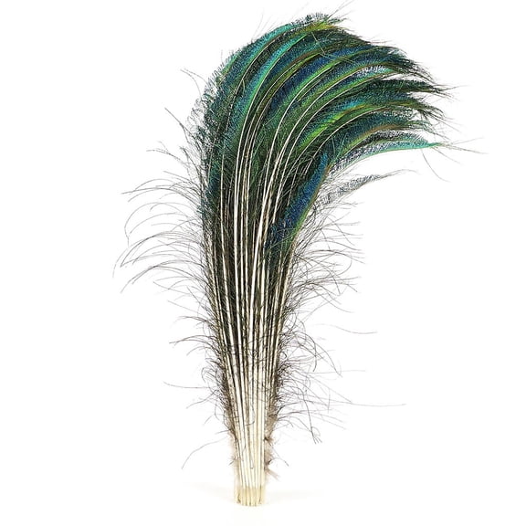 ZUCKER Peacock Sword-Tail Feathers (Right Side) - 25 - 30" - 100pcs - Natural