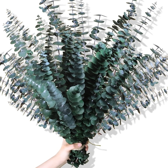 ZULAR 10Pcs Dried-Eucalyptus-Stems,17" Real Natural Eucalyptus Plant Live Fresh,Real Eucalyptus Branches Leaves for Shower,Green Dried Flowers for Vase,Home Decor,Floral Arrangement,Wedding