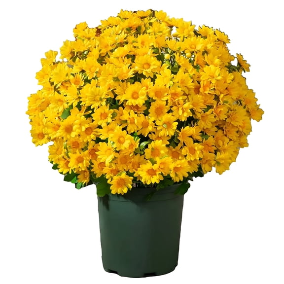 ZULAR 2026 New 5 Pcs Fall Outdoors Artificial Mum Flowers, Uv Resistant Fake Silk Chrysanthemum, Fall Decor Pots for Autumn Garden Patio Window Box Planter Home Decor (Yellow)