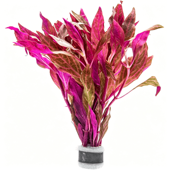ZULAR Live Aquarium Red Stem Plants Freshwater Aquatic Plant for Fish Tanks,Aquascaping,1 Bunch