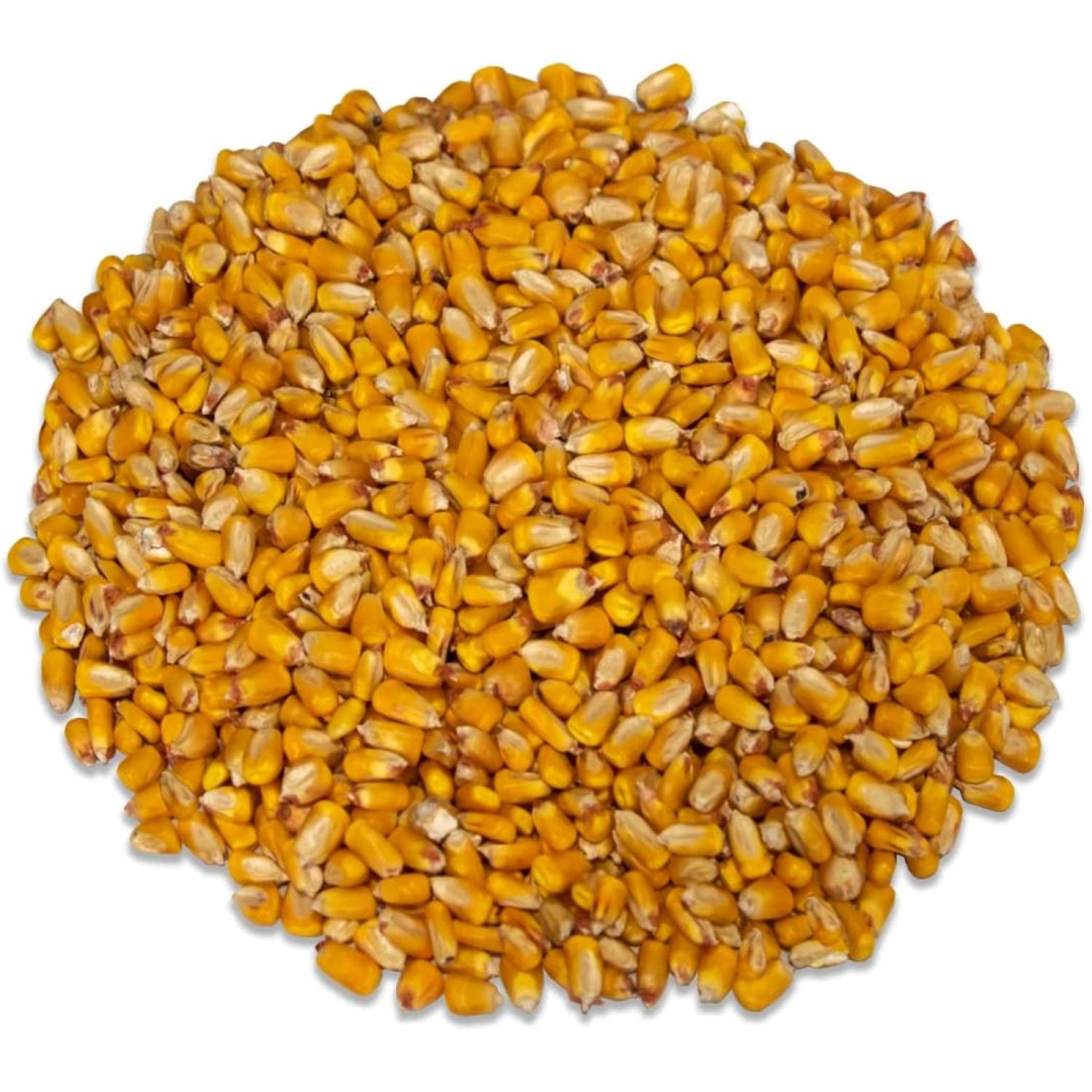 ZXXP Critter Corn - Loose Shelled Corn for Wildlife 40 lbs - Grown in Southern Indiana - Dried Feed Corn for Squirrels, Deer, Turkeys, Ducks, Woodchucks, Birds, and More!