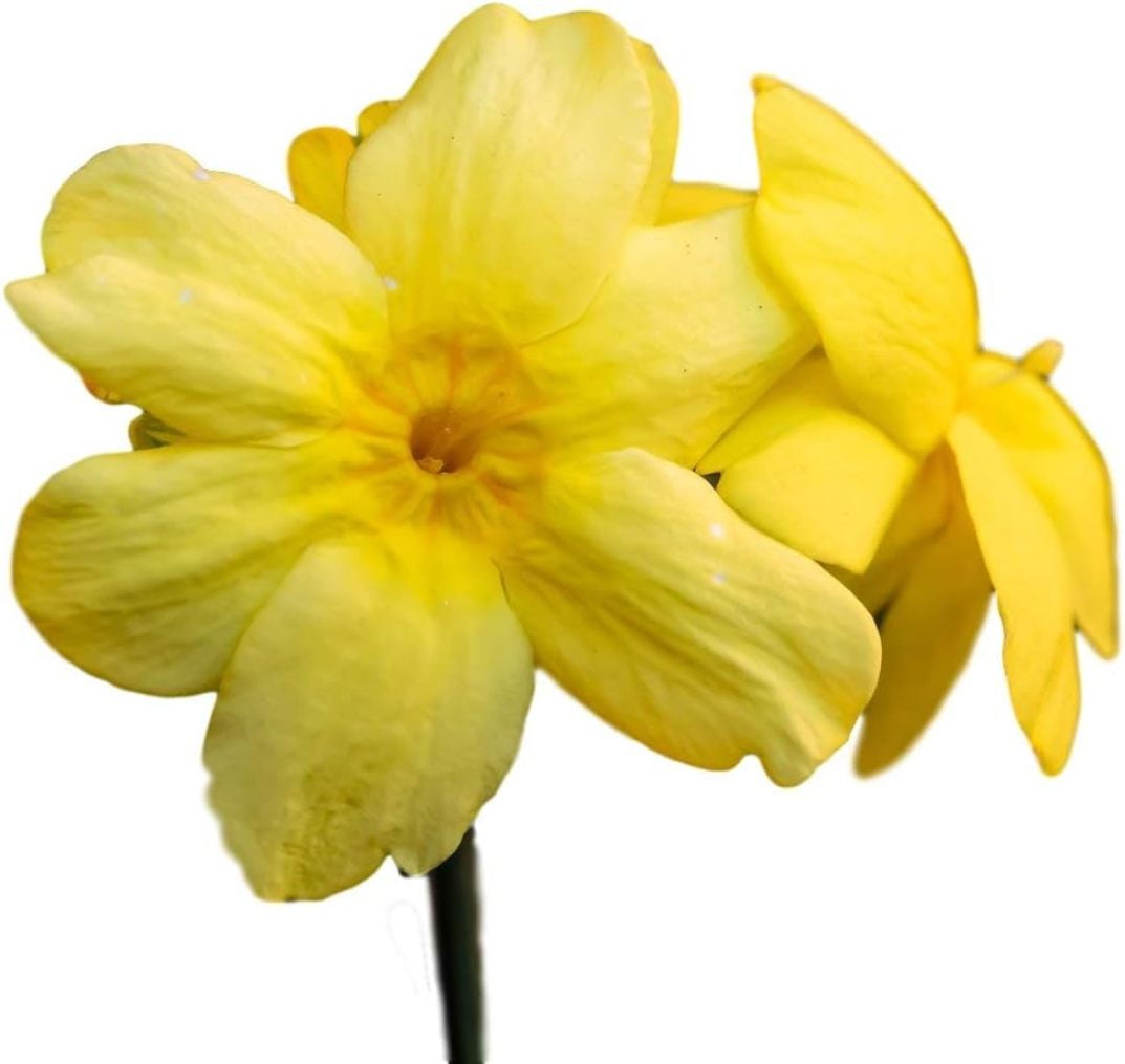 ZXXP Winter Jasmine Live Plant (2 Pack) - Shrub or