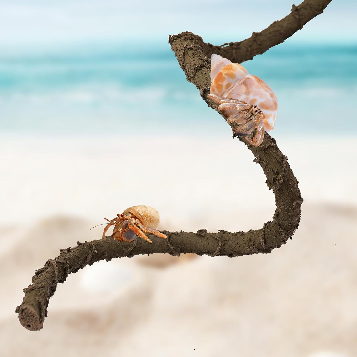 ZY39.4 Inches Hermit Crab Climbing Toys, Bendable Hermit Crab Supplies