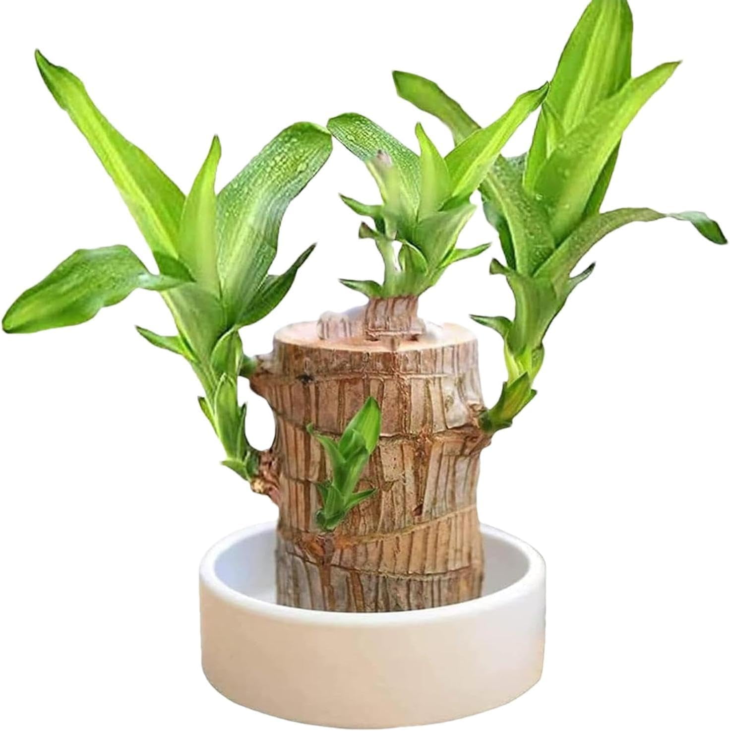 ZYBrazilian Wood Lucky Bamboo Plants Brazilians Lucky Wood Plant 4