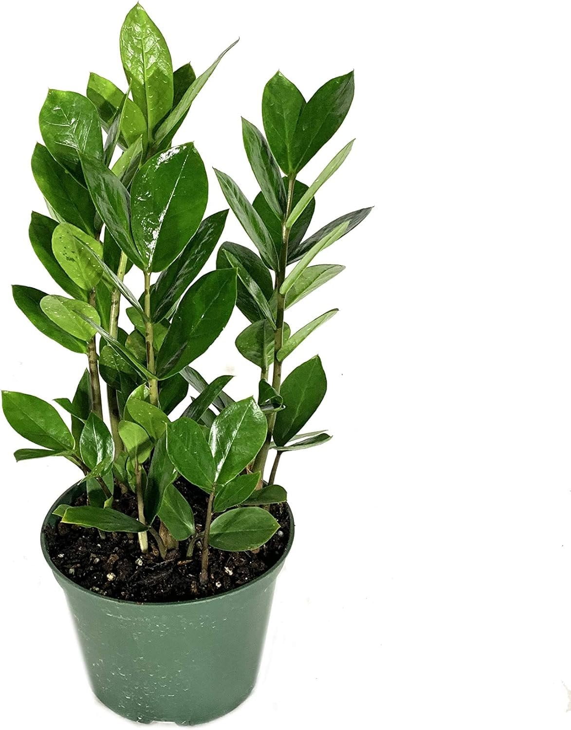 ZZ Plant - 3 Live Plants in 6 Inch Pots - Zamioculcas Zamiifolia - Beautiful Easy to Grow Air Purifying Indoor Plant
