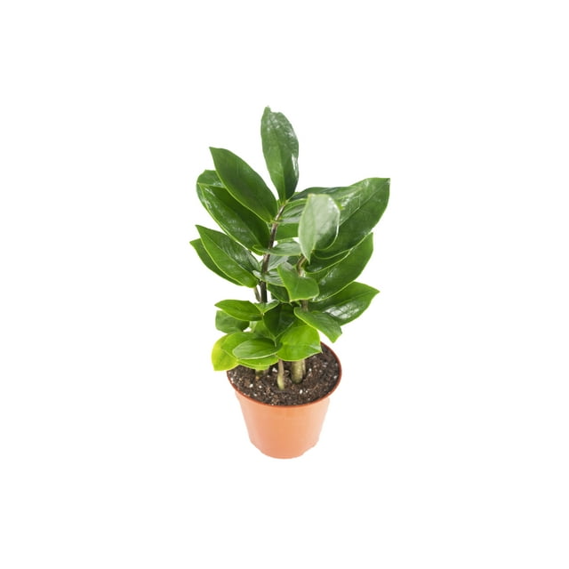 ZZ Plant