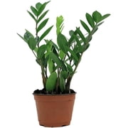 ZZ Plant - Live Plant in a 4 Inch Pot - Zamioculcas Zamiifolia - Beautiful Easy to Grow Air Purifying Indoor Plant