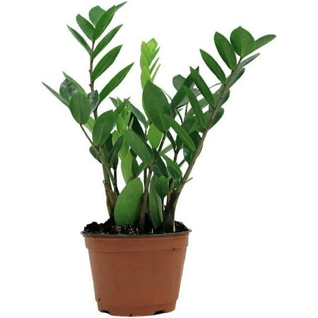 ZZ Plant - Live Plant in a 4 Inch Pot - Zamioculcas Zamiifolia - Beautiful Easy to Grow Air Purifying Indoor Plant