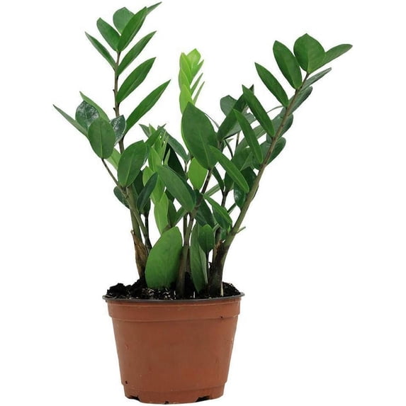 ZZ Plant - Live Plant in a 4 Inch Pot - Zamioculcas Zamiifolia - Beautiful Easy to Grow Air Purifying Indoor Plant