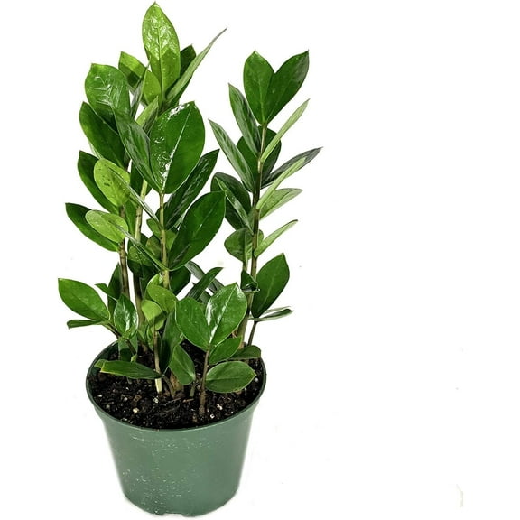 ZZ Plant - Live Plant in a 6 Inch Pot - Zamioculcas Zamiifolia - Beautiful Easy to Grow Air Purifying Indoor Plant