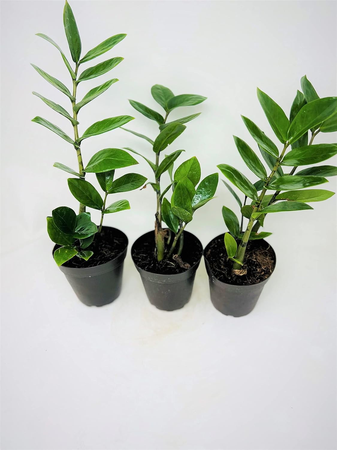ZZ 'Zamioculcas Zamiifolia' 3 Pack Fortune Plant Wealth Good Luck