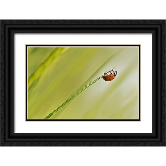 Zahirimehr, Maryam 32x22 Black Ornate Wood Framed with Double Matting Museum Art Print Titled - Up