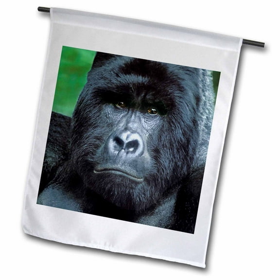 3dRose, Zaire, Virungas NP, Wild silverback mountain gorilla-AF50 BJA0001 - Janyes Gallery, 12 x 18 inch Garden Flag