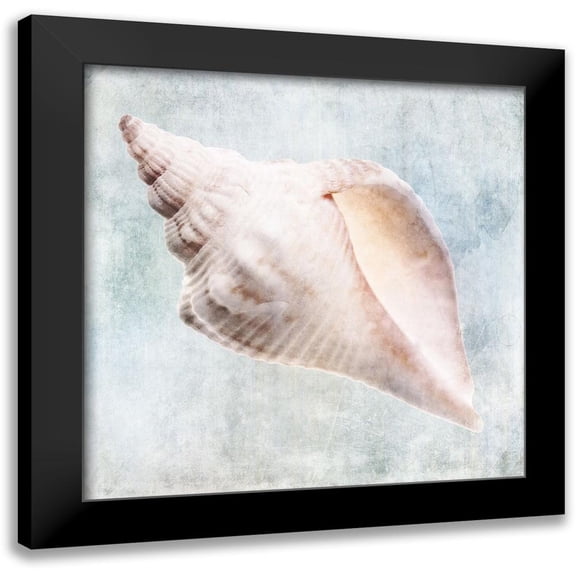 Zalewski, Christine 12x12 Black Modern Framed Museum Art Print Titled - Blue Cream Murex Shell