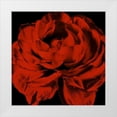 thumbnail image 1 of Zalewski, Christine 26x26 White Modern Wood Framed Museum Art Print Titled - Red Ranunculus, 1 of 4