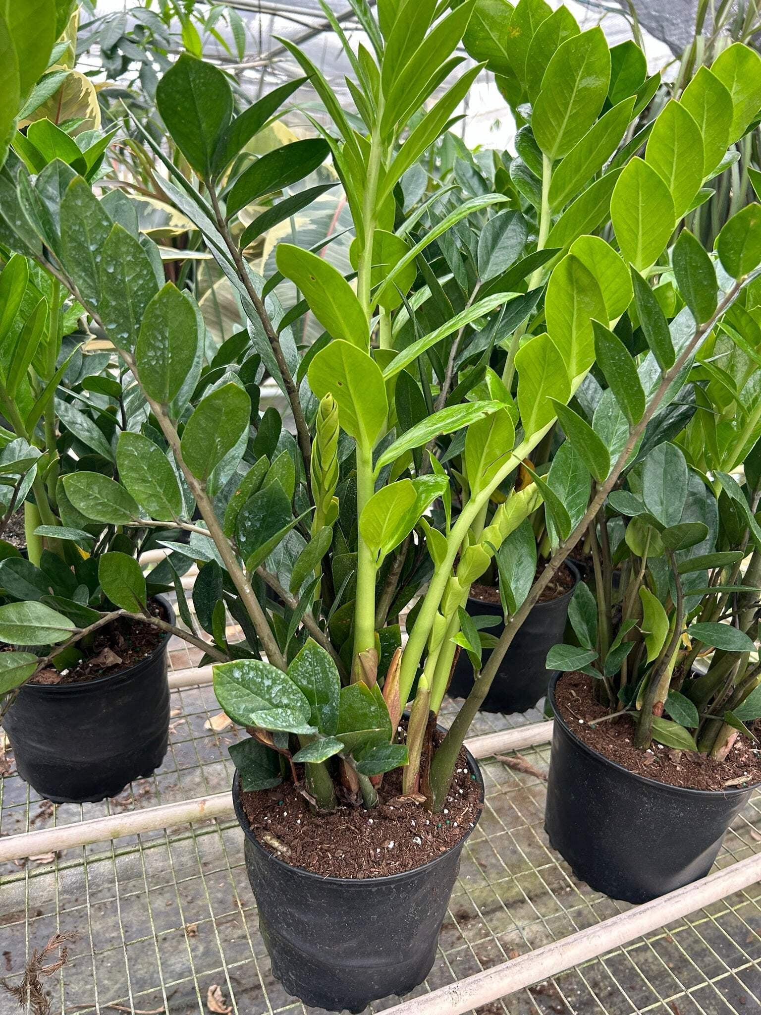 Zamioculcas Zamiifolia 'ZZ', 8" Pot, Indoor Houseplant, Easy Care, Live Plant for Indoor & Outdoor