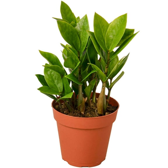 Zamioculcas Zamiifolia ZZ Live Plant for Indoor | Different Houseplants in 4'' & 6'' Pot | Real House Plant for Living Room, Office, Desk & Bathroom |