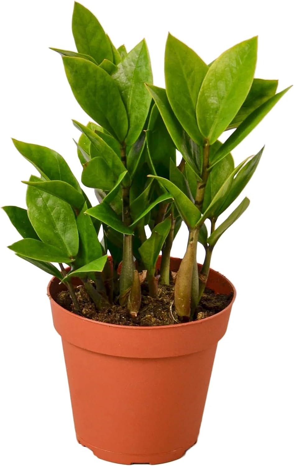 Zamioculcas Zamiifolia (ZZ Plant) Low Maintenance & Air Purifying