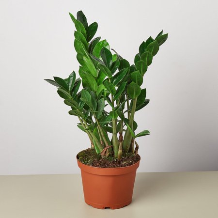Zamioculcas Zamiifolia ZZ in 6" Pot / Nursery Pot | Live Plant for Indoor | 12 - 22 inch Tall