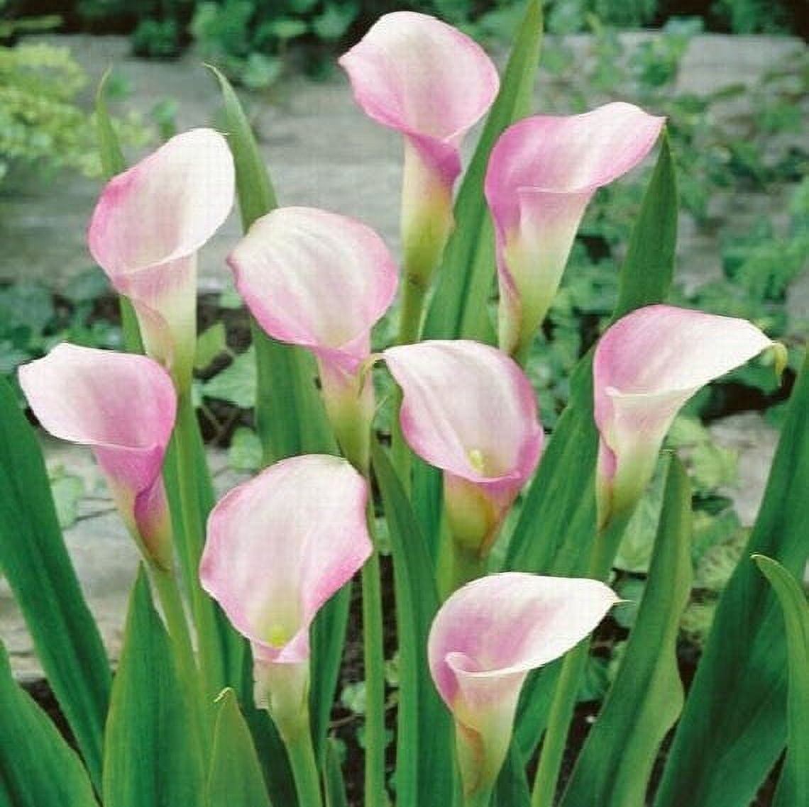 Zantedeschia Calla Lily Crystal Blush (3 Bulbs) - Flourishing