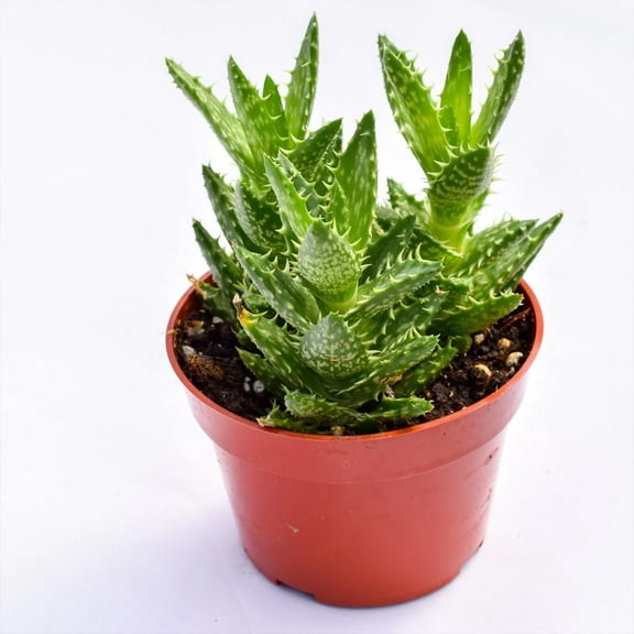 Zanzibar Aloe - Tiger Tooth Aloe - Live Starter Plant in a 2 Inch Pot - Aloe Juvenna - Easy Care Indoor Outdoor Ornamental Succulent